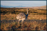 The ostrich-like but much smaller Rhea blends himself very well in the landscape.