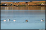 Black neck swans on Seno Ultima Esperanza in Puerto Natales