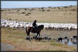 A gaucho, his sheep dogs and his platoon of recenetly sheared sheep