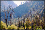 Trees burned in wild fires.