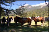 Horses waiting to be assigned to new riders.