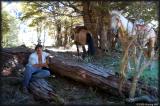 The cowboy (Mervyn) and his horses