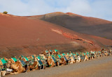 Camels - Timanfaya