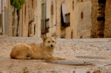 Dog - Caracena