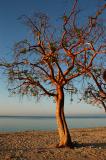 Tree - Ancn beach