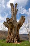 Ancient poplar
