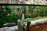7.000 Liter Discus Aquarium - Set up by Oliver Knott