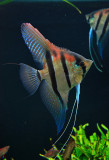 2000 Liter Aquascape by Oliver Knott