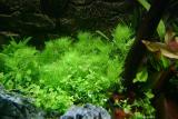 Behind: Limnophila aquatica and (infront) Bacoba australis