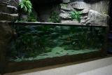 4 Meter long Malawi-Cichlid Showtank