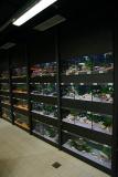 Tropical Fish selling tanks (about 300 pieces)