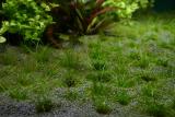 11th day - Fight Club: Oliver vs. Algae (1st Round)