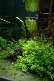 26th day - Bacopa australis (in front)