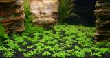 6th day - Hemianthus callitrichoides