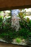 after 1 year - Fertilizer: 100ml MasterGrow (Tropica) daily automatical dose