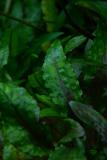 after 1 year - Cryptocoryne wendtii Green