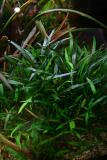 after 1 year - Cryptocoryne willisii lucens