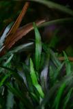 0101200612.jpgafter 1 year - Cryptocoryne willisii lucens