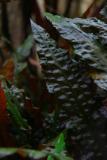 after 1 year - Cryptocoryne wendtii Mi Oya