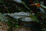 after 1 year - Cryptocoryne wendtii Mi Oya