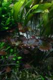 after 1 year - Nymphaea lotus (zenkeri)
