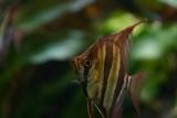 after 1 year - Pterophyllum altum unfortunately eaten the most of the Paracheirodon innesi