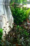 after 1 year - Echinodorus rubin Narrow