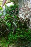 after 1 year - Echinodorus rubin Narrow