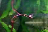 after 1 year - Echinodorus rubin Narrow