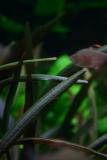 after 1 year - Echinodorus rubin Narrow - leaf