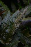 after 1 year - Cryotocoryne wendtii Tropica