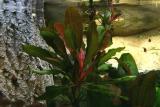 after 1 year - Echinodorus Red Special