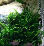 after 1 year - Microsorum petropus Phillipine