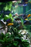 04.01.2006 - Change the artificial plants into life aquatic plants