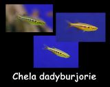 Fish inside