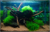 Tetra AquaArt 20 Liter Shrimps