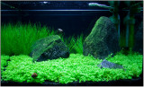 Tetra AquaArt 20 Liter Shrimps