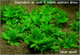 New Plant - 25.05.2008 - Staurogyne sp.