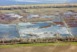 Pacific Flyway Action