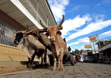 Oxen cart in San Juan del Sur, Nicaragua