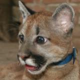 China the Puma