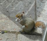 Squirrel in Hampshire 9504455.jpg