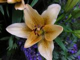 Lily 88000707.jpg