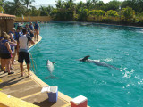 pv_dolphins2.jpg