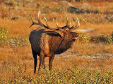 Bugling Elk