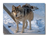 Mexican Wolf