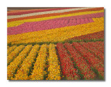 Carlsbad Flower Field