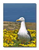 Western Gull