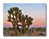 Sunset at Joshua Tree