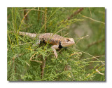 Desert Spiny Lizard